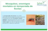Mosquitos, enemigos mortales en temporada de lluvias