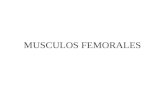 ANATOMIA MUSCULOS FEMORALES