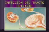 Infeccion del tracto urinario