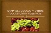 Staphylococcus y otros cocos gram positivos