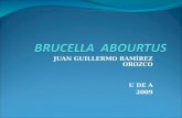 Brucella abourtus