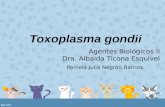 Toxoplasma gondii - Pamela Negron Barrios