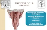 Anatomía de faringe