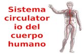 Sistema circulatorio del cuerpo humano