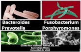 Bacteroides, fusobacterium, porphyromonas y prevotella