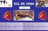 Electrocardiografia inicial
