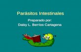Presentacion De Parasitos Intestinales