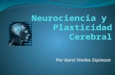 Neurociencia y plasticidad cerebral