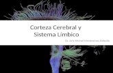 Corteza cerebral sistema_limbico_13