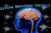 Sistema Nervioso Central 4to. B.