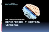 UVM Sistema Nervioso Sesion 03 Hemisferios y corteza cerebral