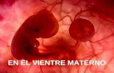 En el vientre materno: desarrollo embrionario