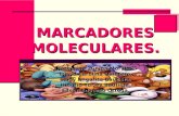 marcador molecular