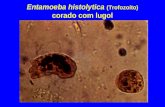 Parasitologia - Protozoarios