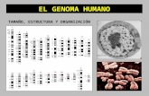 Clase Genoma Humano