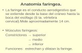 Anatomía Faringea