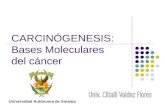 Bases Carcinogenesis
