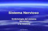 Sistema Nervioso Embriologia y Neurona 17