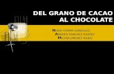 Proceso Del Cacao