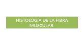 Histologia de La Fibra Muscular