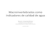 11. Macroinvertebrados, Indicadores de Calidad de Agua - Ana Huamantinco