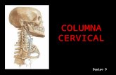 Columna Cervical y Dorsal