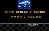 Globo Ocular y Anexos Anatomía