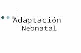 Adaptación  Neonatal
