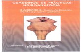 Cuaderno de prácticas, Neuroanatomia USC