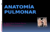 Clase de Radiologia Segmentos Pulmonares
