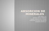 2A Absorción de Minerales -Cat Team-