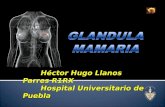 Gland Mamaria