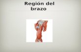 Anatomia: Region Del Brazo