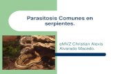 Parasitosis Comunes en Serpientes[1]