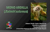 Mono Ardilla, Historia evolutiva