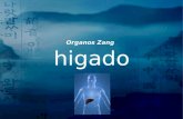 Organos Zang (higado)