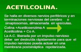ACETILCOLINA (1)