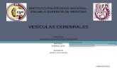 VESICULAS CEREBRALES