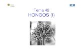 HONGOS TEMA42