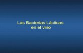 Bacterias Lacticas