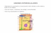Clase Uniones Celulares - Plasmodesmos