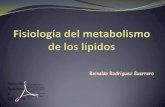 Fisiología del metabolismo de los lípidos