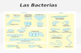 clases de bacterias