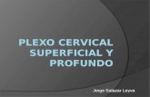 Plexo Cervical Superficial y Profundo