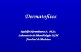 2010 Dermatofitos Med 323