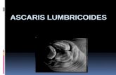 Ascaris Lumbricoides Expo