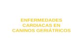 Copia de ENFERMEDADES CARDIACAS EN CANINOS GERIÁTRICOS