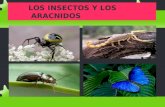 Los Insectos y los Arácnidos