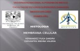 Histologia Membrana Expo2.Nueva[1]