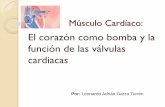 Musculo Cardiaco